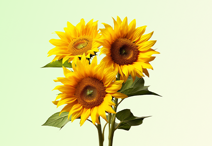 十三国际官网-追求康健,你我一起生长